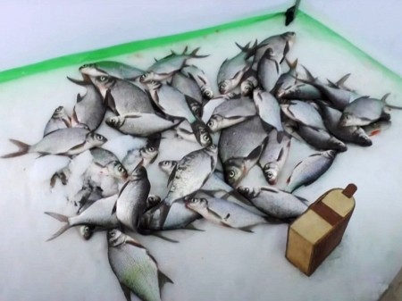 Нормы вылова по новым правилам рыболовства. Где и как