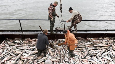 Экспорт морепродуктов в Норвегии сократился в 2024 году на миллионы долларов