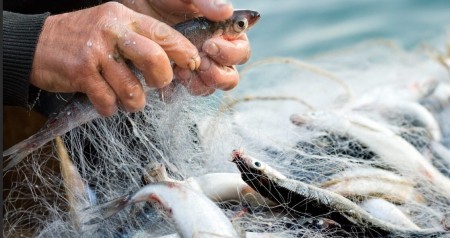 Дешево и вкусно: 3 лучшие морские рыбы, доступные даже пенсионерам