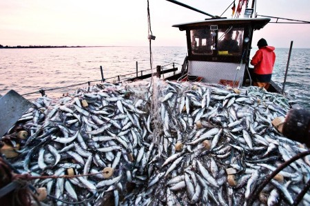 До 2032 года производство рыбной продукции в мире вырастет на 10%, а потребление — на 12%: такую оценку дает ООН