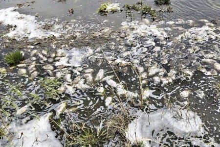 Комбикормовый завод на Урале получил предупреждение от Россельхознадзора: из озера нужно немедленно убрать мертвую рыбу