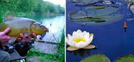 Ловля линя на поплавочную удочку