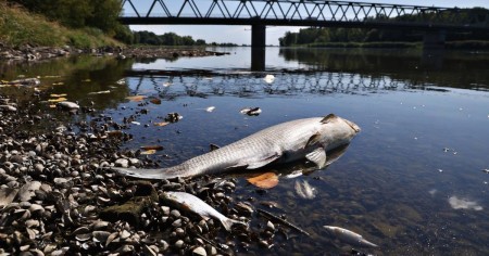 На Черновском водохранилище в Оренбуржье погибла рыба: причины неясны, пострадали исключительно караси