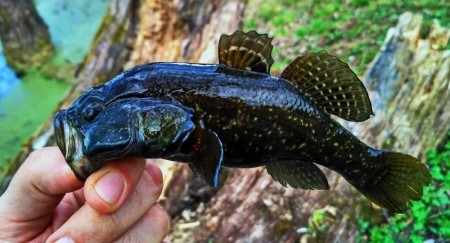 3 амурских пришельца, которые захватывают чужие водоемы