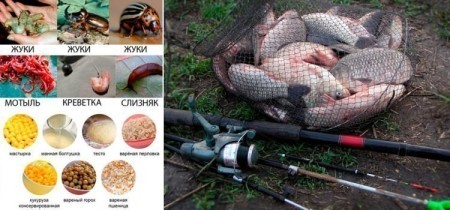 Наживка на карася