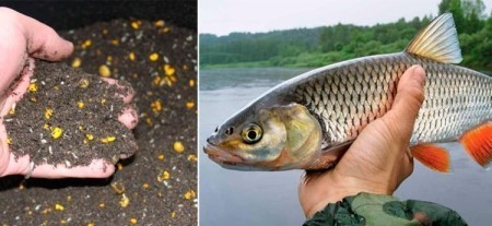 Прикормка для голавля