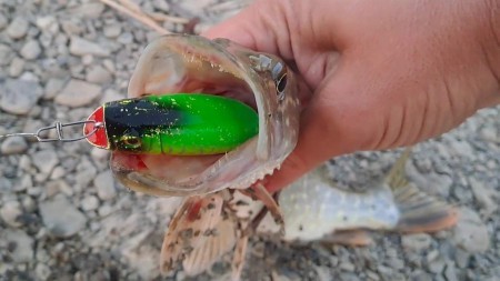 Поппер или Малас? Два легендарных воблера, какой из них выберет щука?