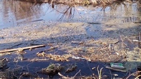 На реке Барнаулка гибнет рыба: причины неясны, но местные жители утверждают, что вода явно загрязнена