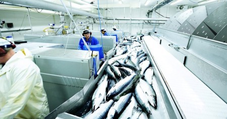 В России стали производить больше рыбной продукции глубокой переработки - консервов, филе, обработанного мяса и фарша