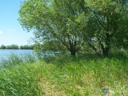 Диковский пруд фото