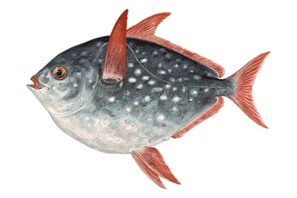 Краснопёрый опах фото