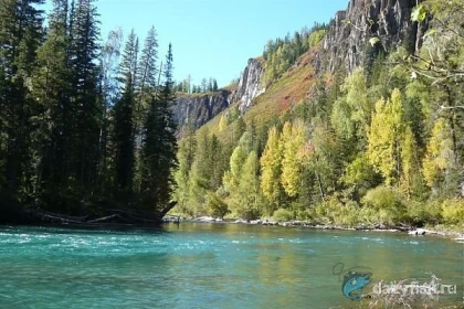 Рыбалка на Сумульте, Алтай фото
