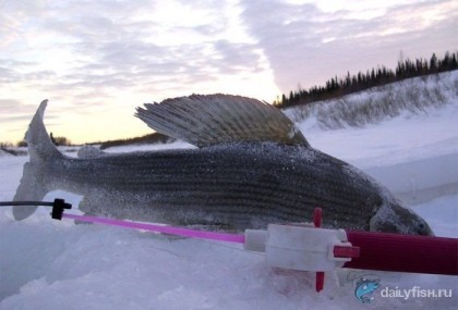 Зимняя рыбалка на хариуса Кольского полуострова фото