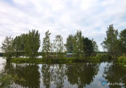 Клинский рыбхоз, участок "Дятлово" фото