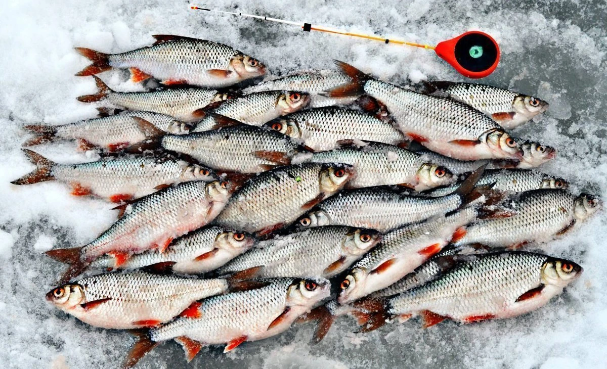 Хитрость как поймать много плотвы на мормышку процесс от А до Я