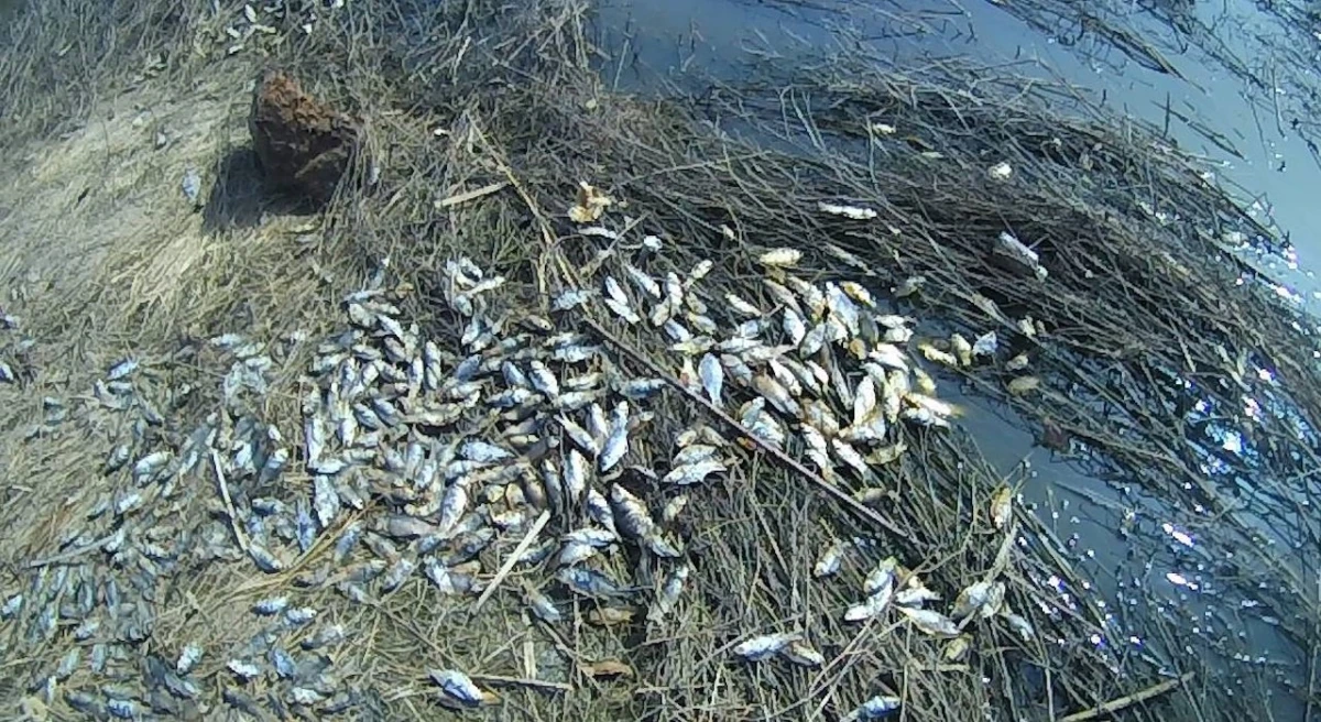 Более 11 тысяч рыб погибло в водохранилище Краснодарского края: рыбоводы предполагают, что причиной стали перепады погоды