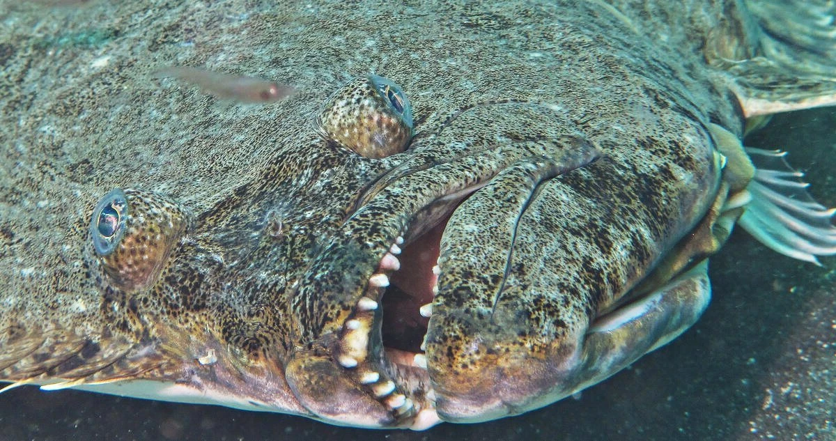 Александра Спринг устанавливает 10-й мировой рекорд IGFA с палтусом весом 33 фунта