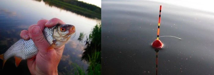 Ловля плотвы на поплавочную удочку