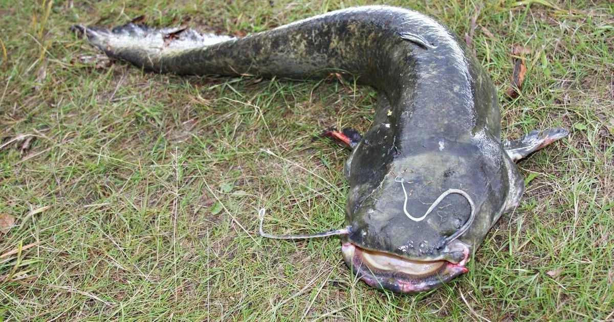 Борьба длилась полтора часа – в Латвии поймали нового гигантского сома