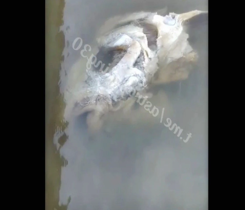 На берег Волги вынесло огромную рыбью голову: впечатленные рыбаки пытаются понять, что это за вид