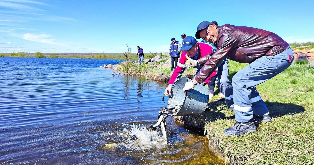 В Хворостянское водохранилище выпустили 1200 кг мальков: экологическую акцию провел Бурибаевский ГОК