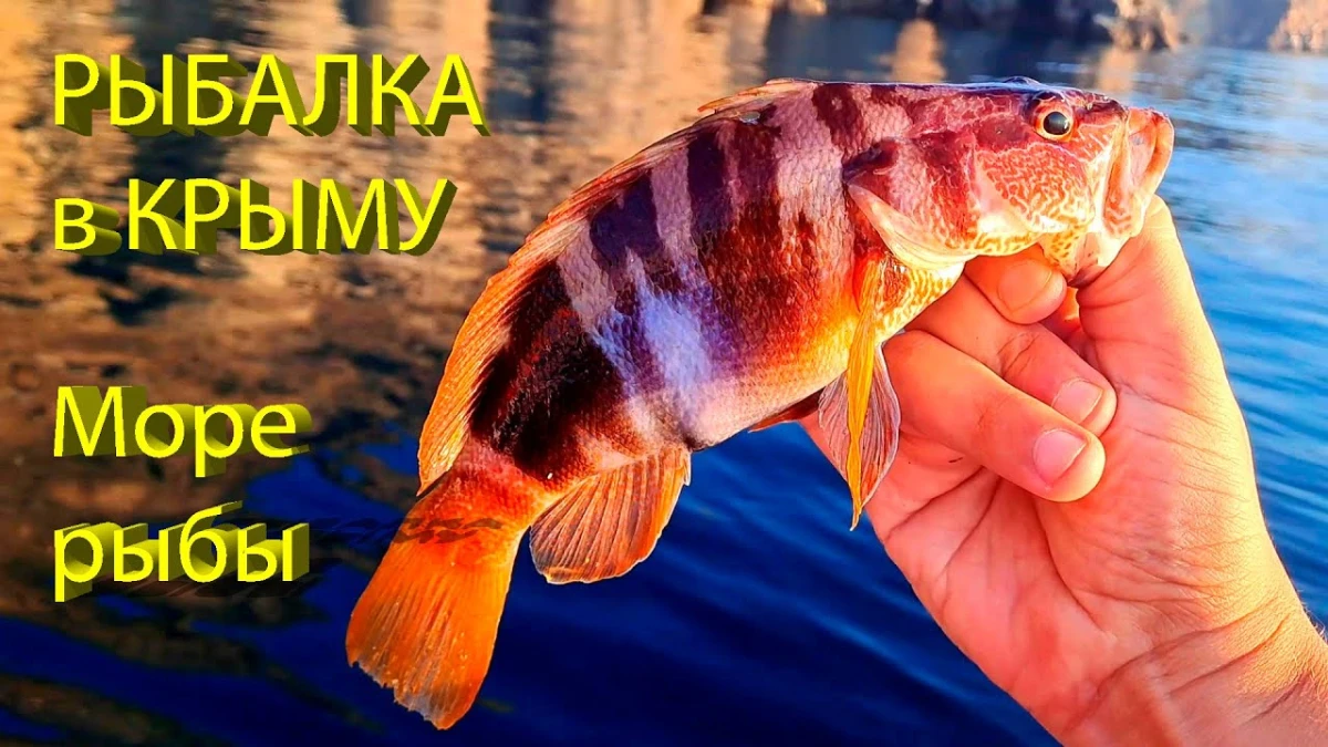 В поисках морского карася (ласкиря)
