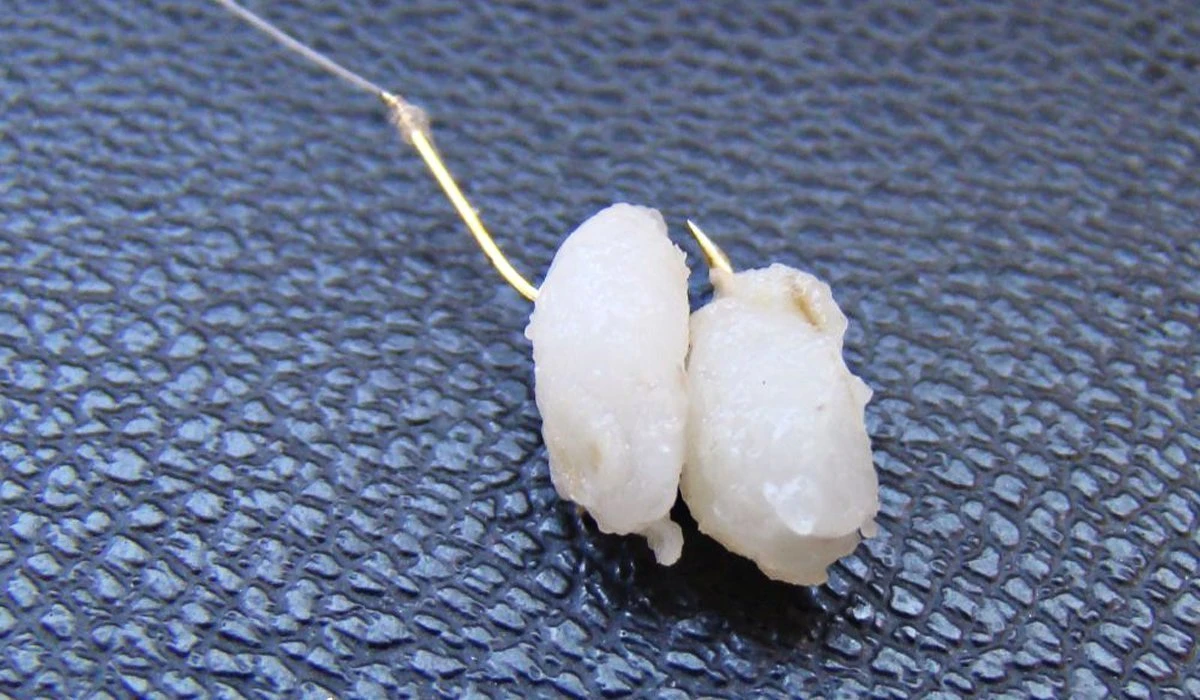 Секрет как приготовить уловистую перловку для рыбалки