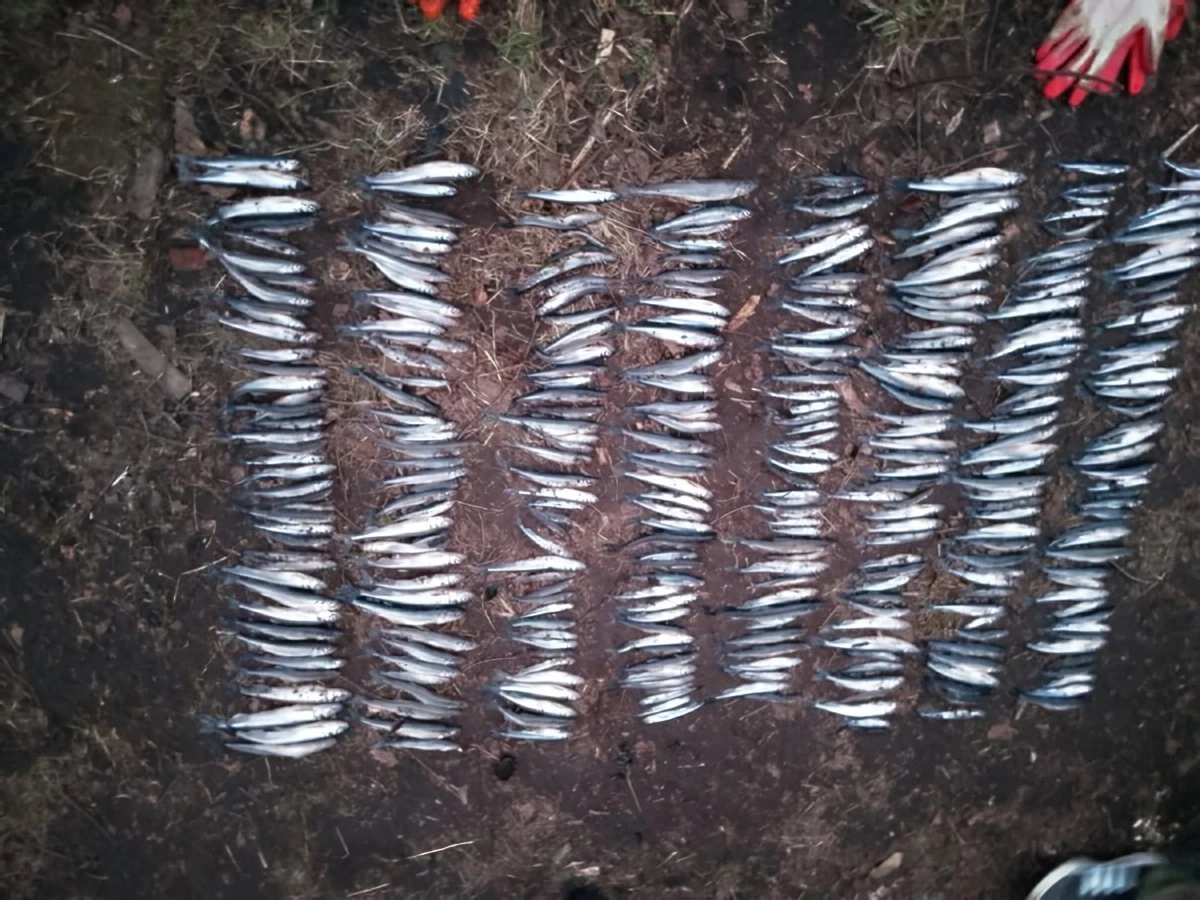 Уголовное дело за вылов корюшки: житель Ленинградской области попался на незаконной рыбалке