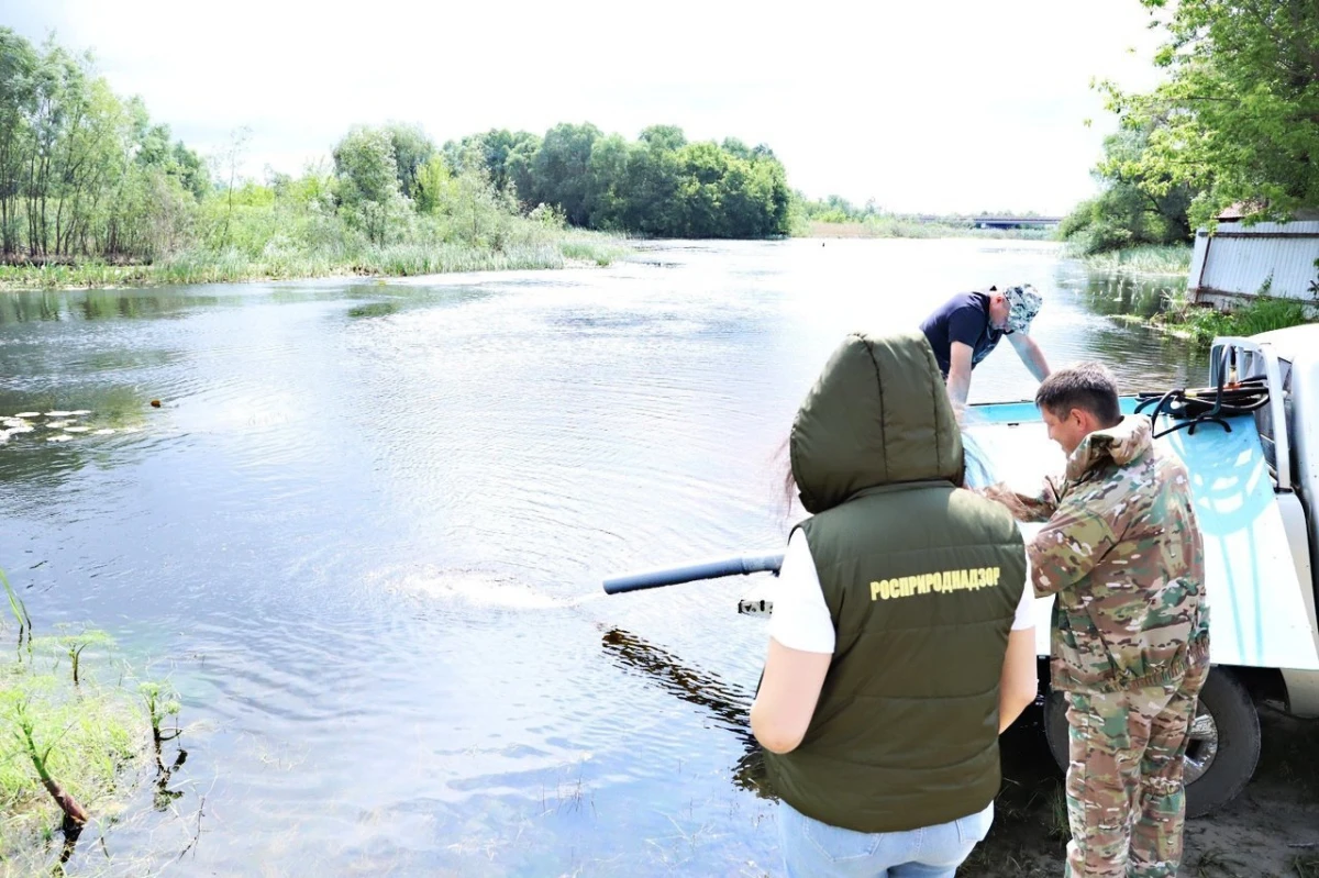 В Воронежской области провели зарыбление реки Битюг: специалисты надеются на рост популяции краснокнижной рыбы