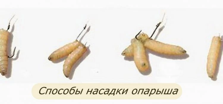 Как насаживать опарыша на крючок