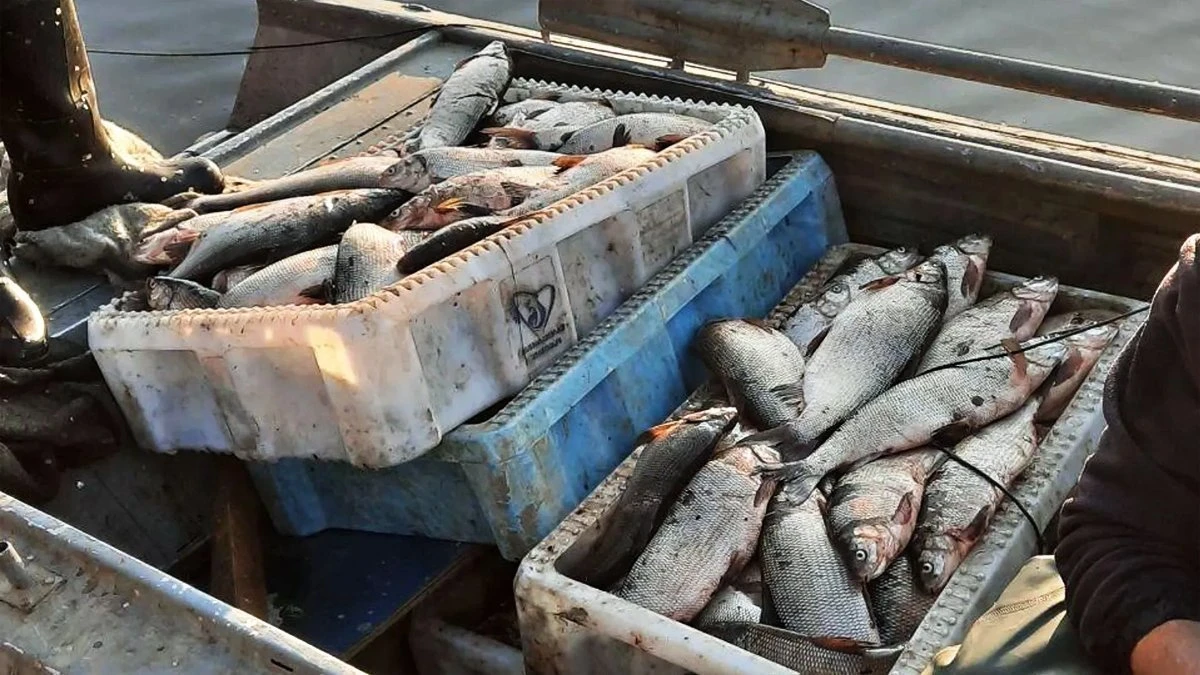 Способ вывоза любого количество рыбы зимой с рыбалки без нарушения законодательства
