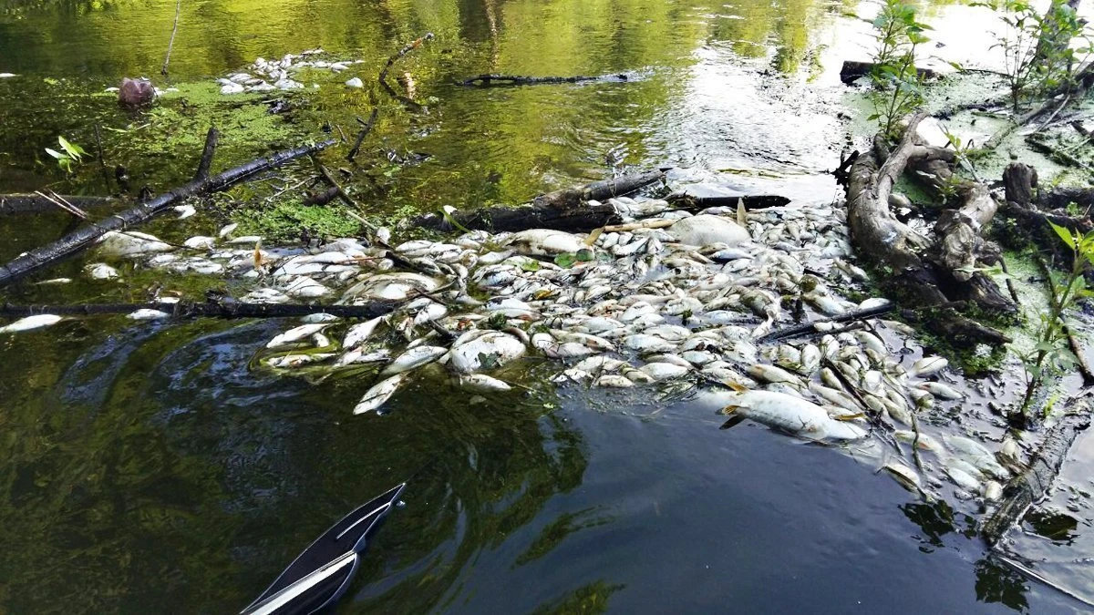 Последствия использования электроудочки для рыбы и водоёма