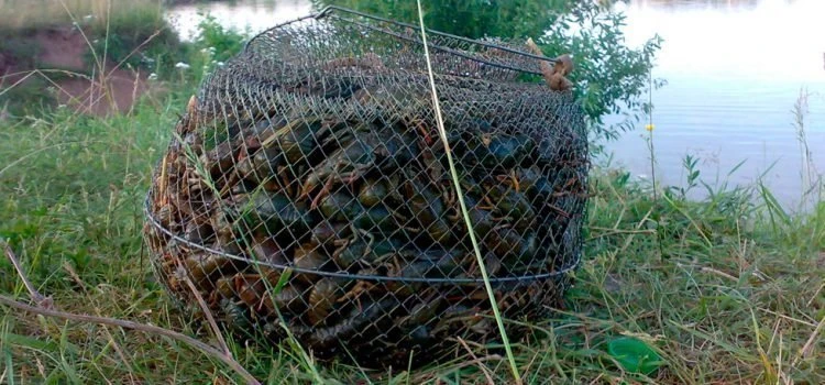 Раколовка своими руками