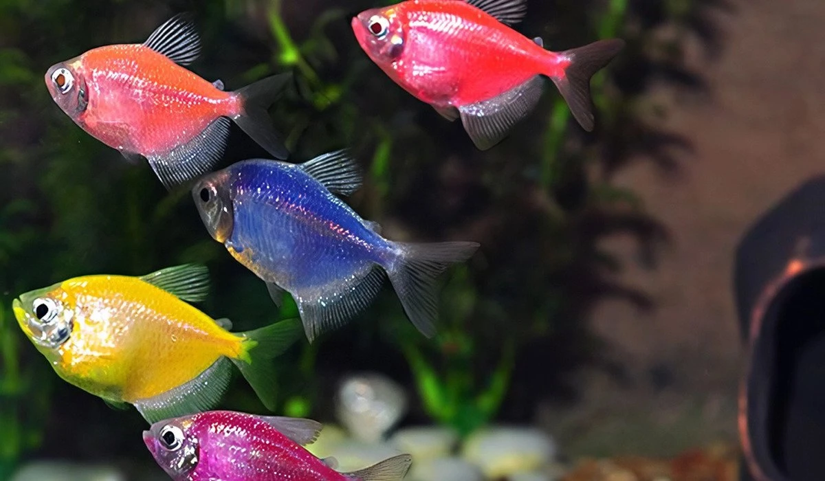 GloFish рыбы, которых уже запретили в западных странах