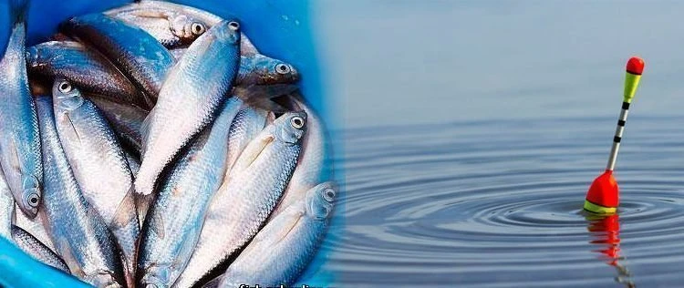 Ловля уклейки на поплавочную удочку