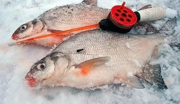 Ловля плотвы зимой
