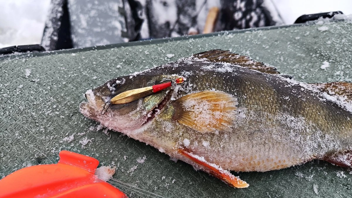 Ошибки на зимней рыбалке, которые могут лишить вас улова