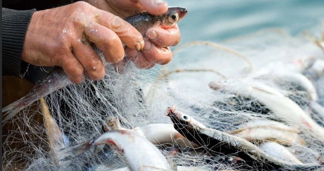 Дешево и вкусно: 3 лучшие морские рыбы, доступные даже пенсионерам