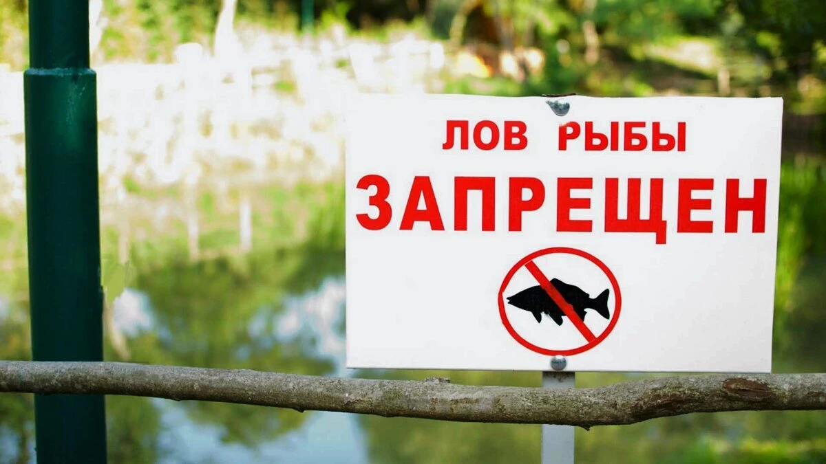 Что запрещено рыбакам в нерест 2025: 5 главных ограничений, которые обязан знать каждый