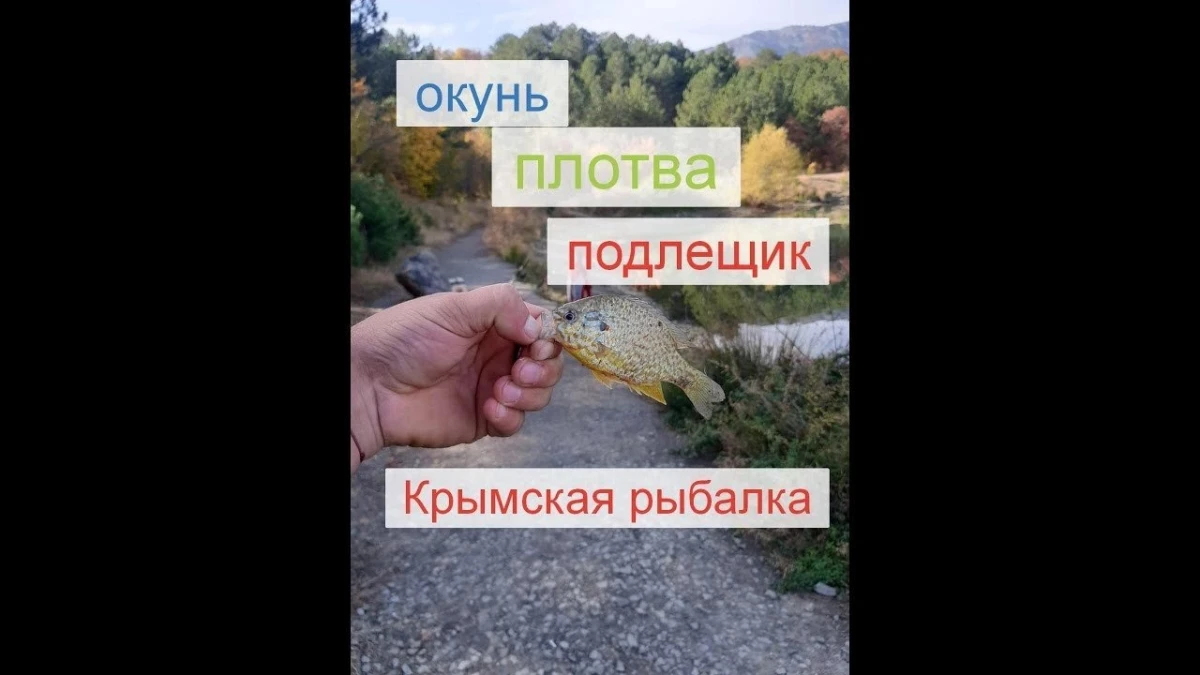 Окунь, подлещик и плотва. Крымская рыбалка в ноябре