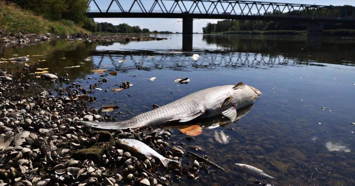 На Черновском водохранилище в Оренбуржье погибла рыба: причины неясны, пострадали исключительно караси