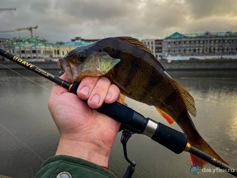 Спиннинг, который всегда с тобой! Обзор Kosadaka Brave 196UL.