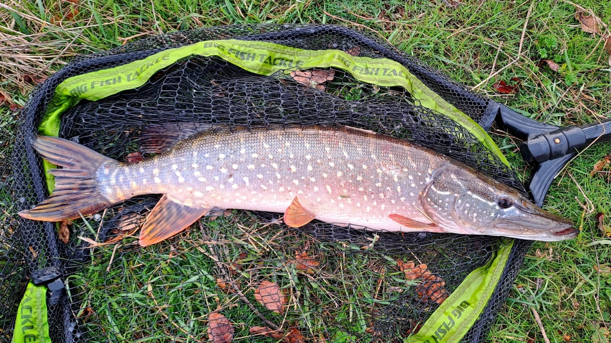 Обзор подсака для крупной рыбы BIG FISH TACKLE VERTICAL NET