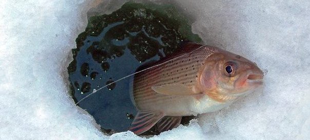 Зимняя ловля хариуса снасти и мормышки