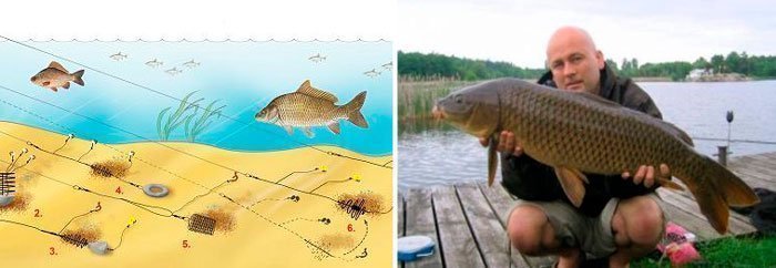 Донная снасть на карпа