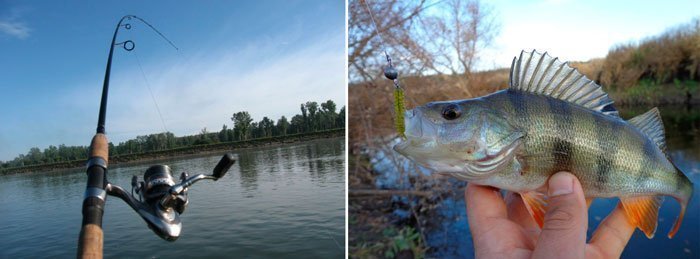 Ловля окуня на спиннинг