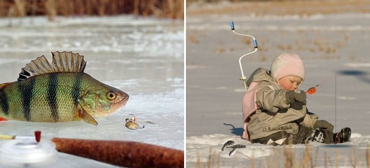 Ловля окуня зимой на мормышку