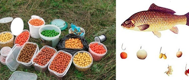 Лучшие приманки и наживки на сазана