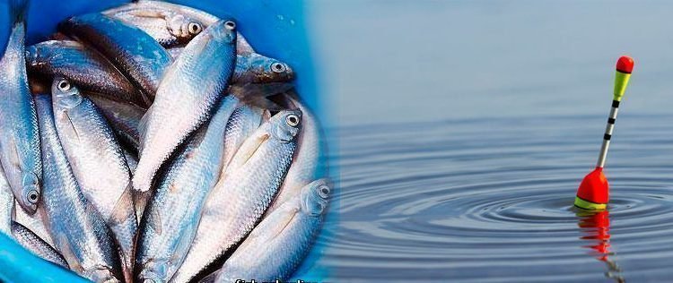 Ловля уклейки на поплавочную удочку