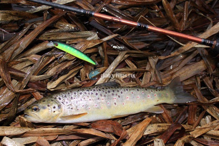 Форель, пойманная на Jackall Colt Minnow.